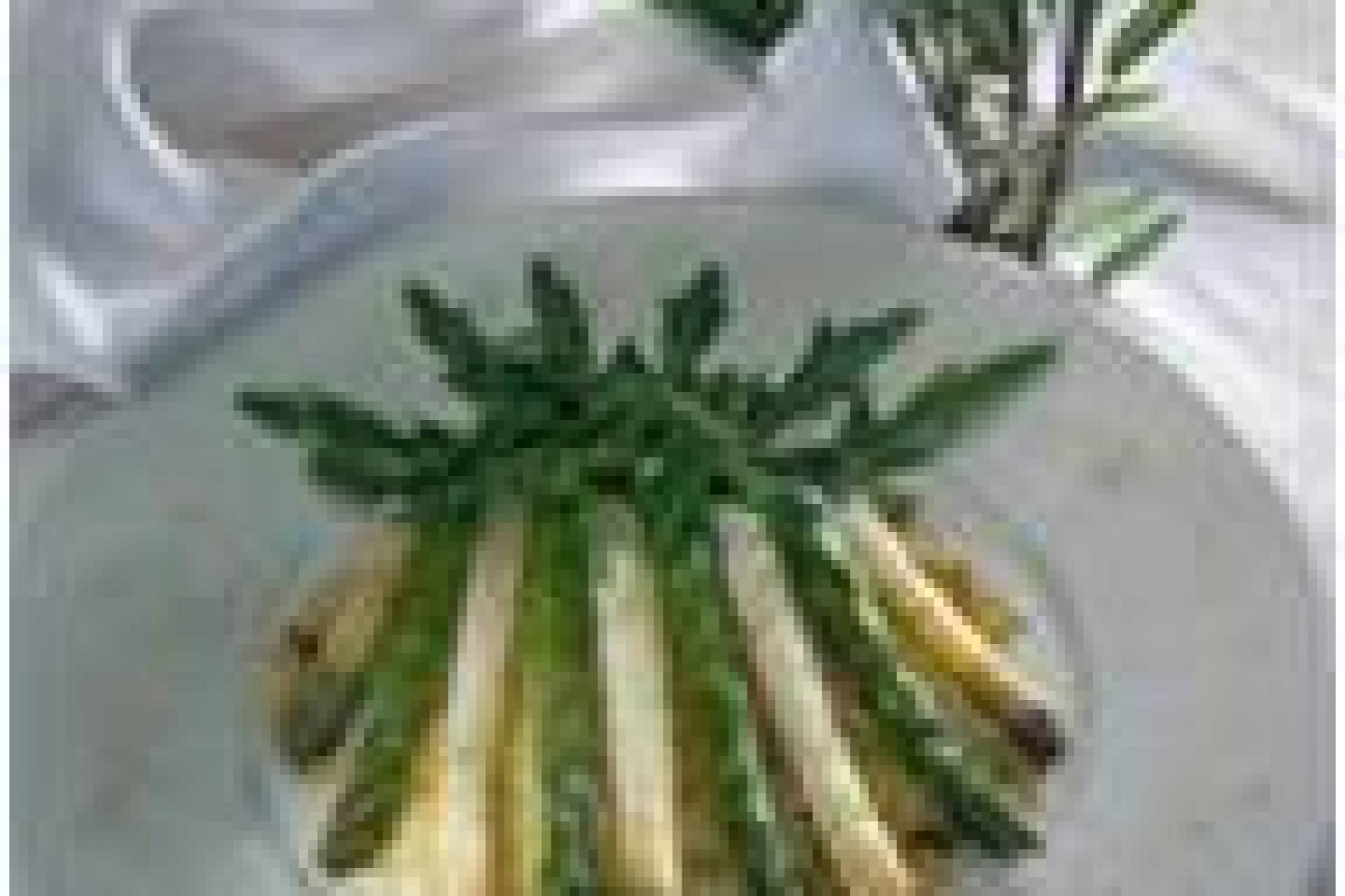 aspergediner-zaterdag-27-april-2013-in-restaurant-kampanje-te-hardinxveld-gdam-818