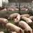 Bedrijfsbezoek varkensbedrijf te Gassel